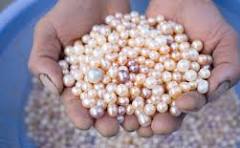 Pearl Farming Seminar