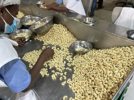 Cashew Processing Training