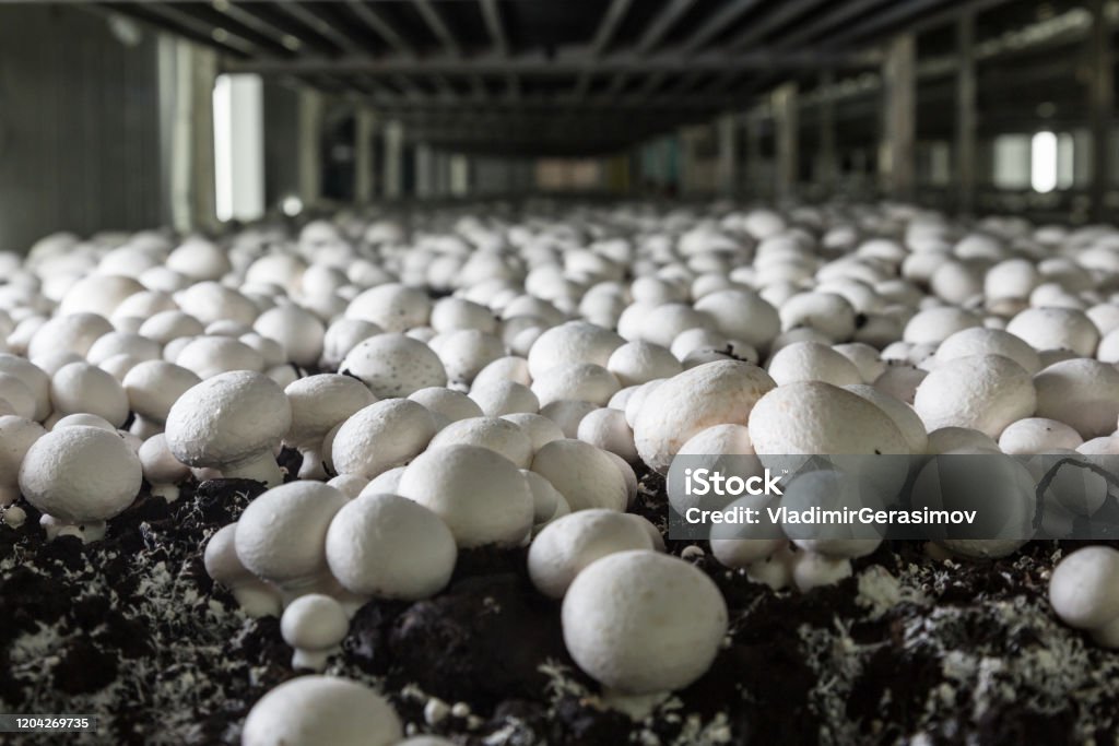 Mushroom Farming Workshop